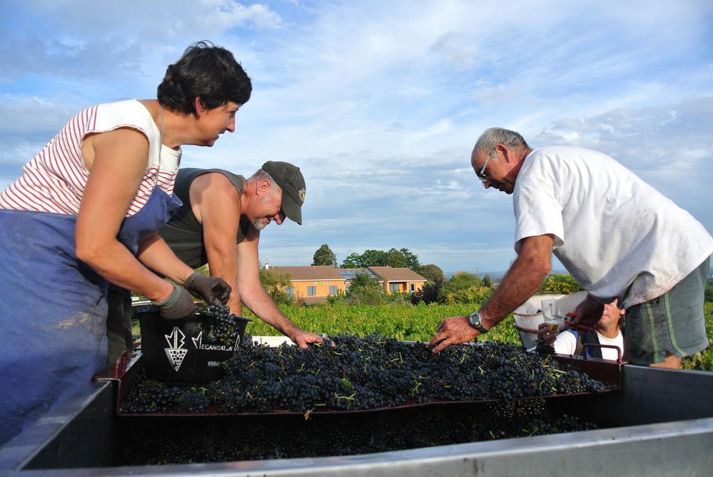 Hotel Des Vignes Julienas ภายนอก รูปภาพ